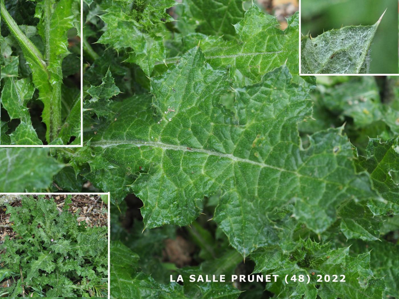 Thistle, Slender leaf